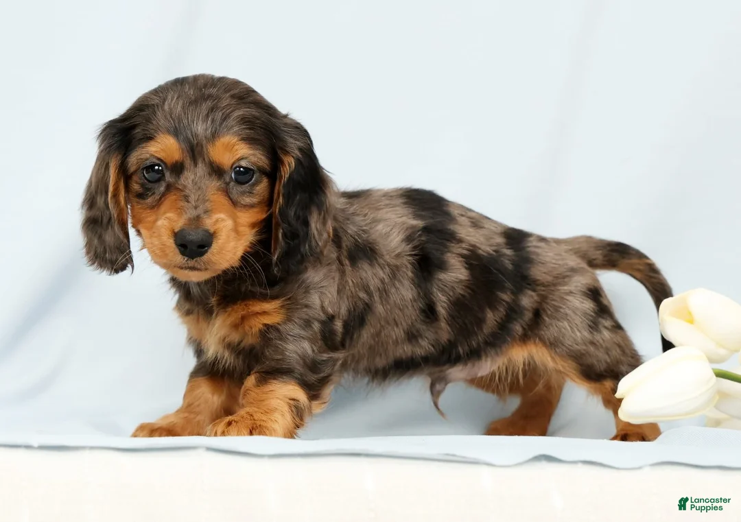 Miniature Dachshund dogs for sale: Oscar - Ad 1