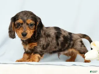 Miniature Dachshund dogs for sale: Oscar - Ad 3