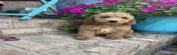 Miniature Labradoodle dogs for sale: Charlie - Ad 6