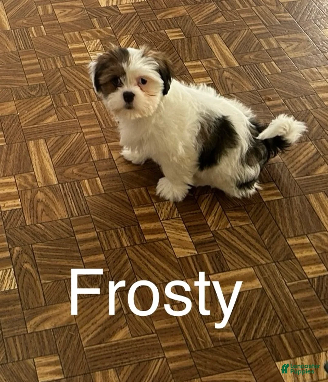 Lhasa Apso dogs for sale: Lhasa Apso Puppy 1 - Ad 2