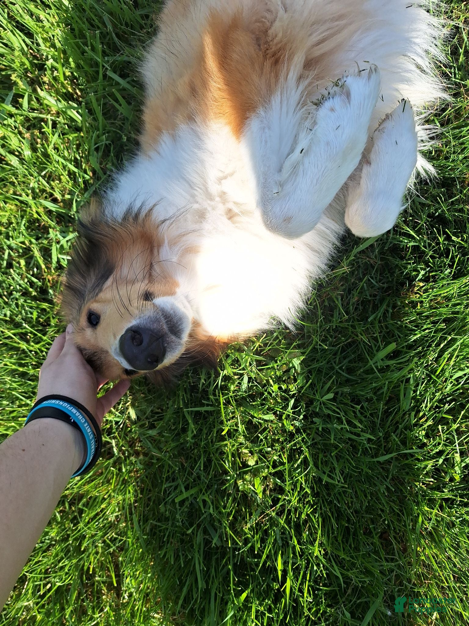Collie dogs Tinkerbell - Ad 6