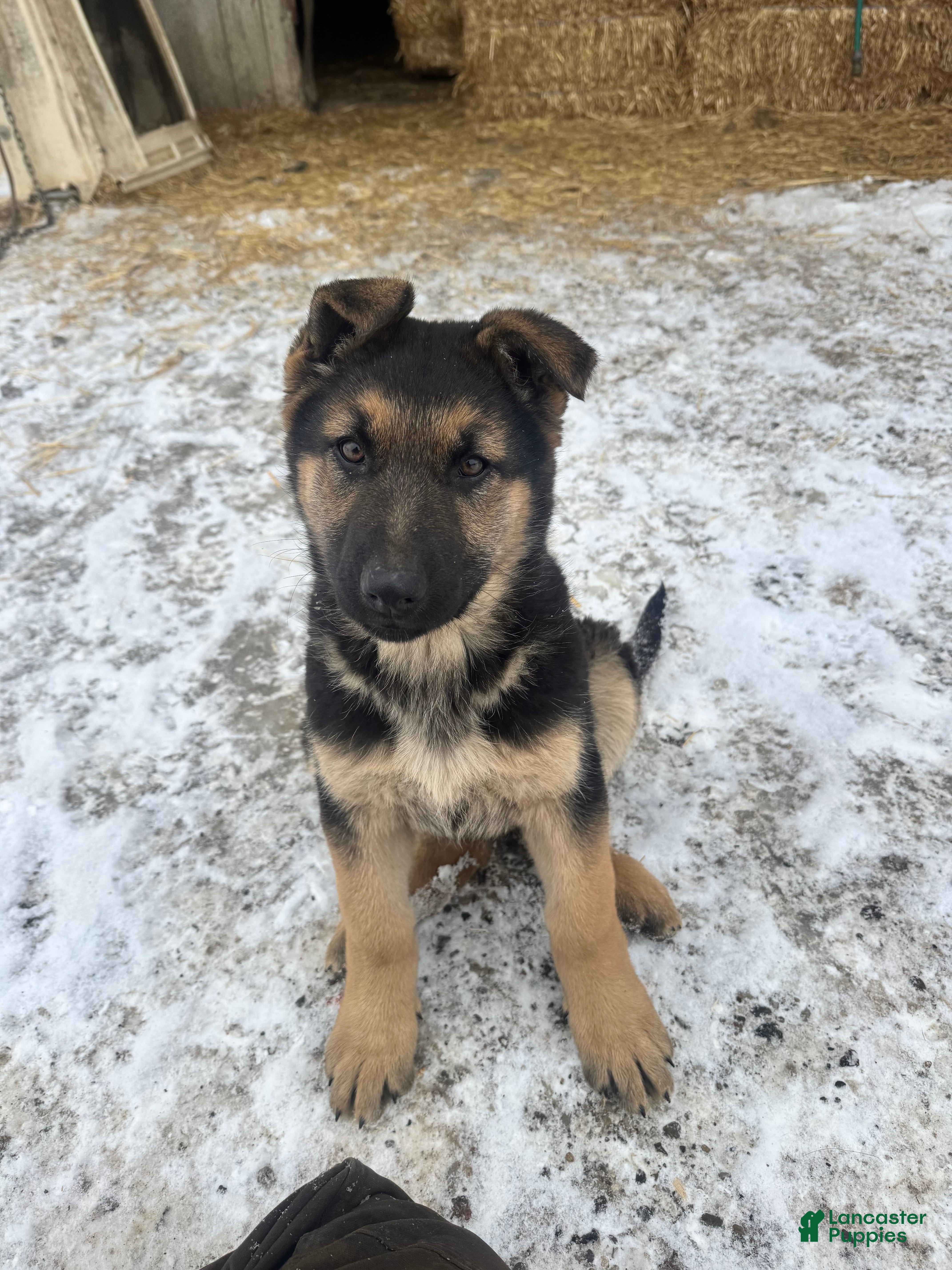 German Shepherd dogs Annie - Ad 1