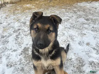 German Shepherd dogs Annie - Ad 1