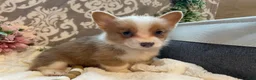 Welsh Corgi Pembroke dogs for sale: Smoky - Ad 4