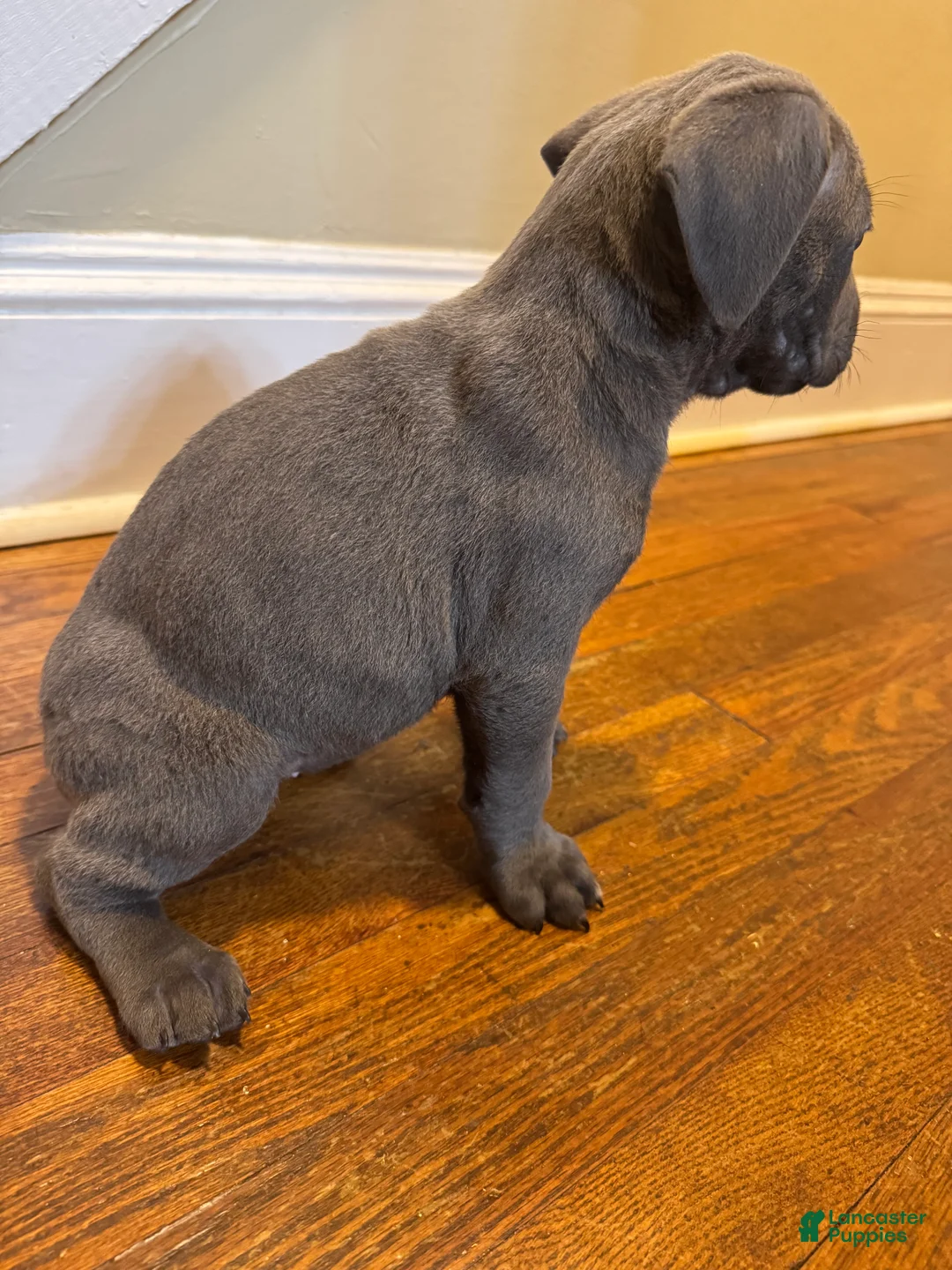 Cane Corso dogs for sale: Cane Corso Puppy 10 - Ad 2