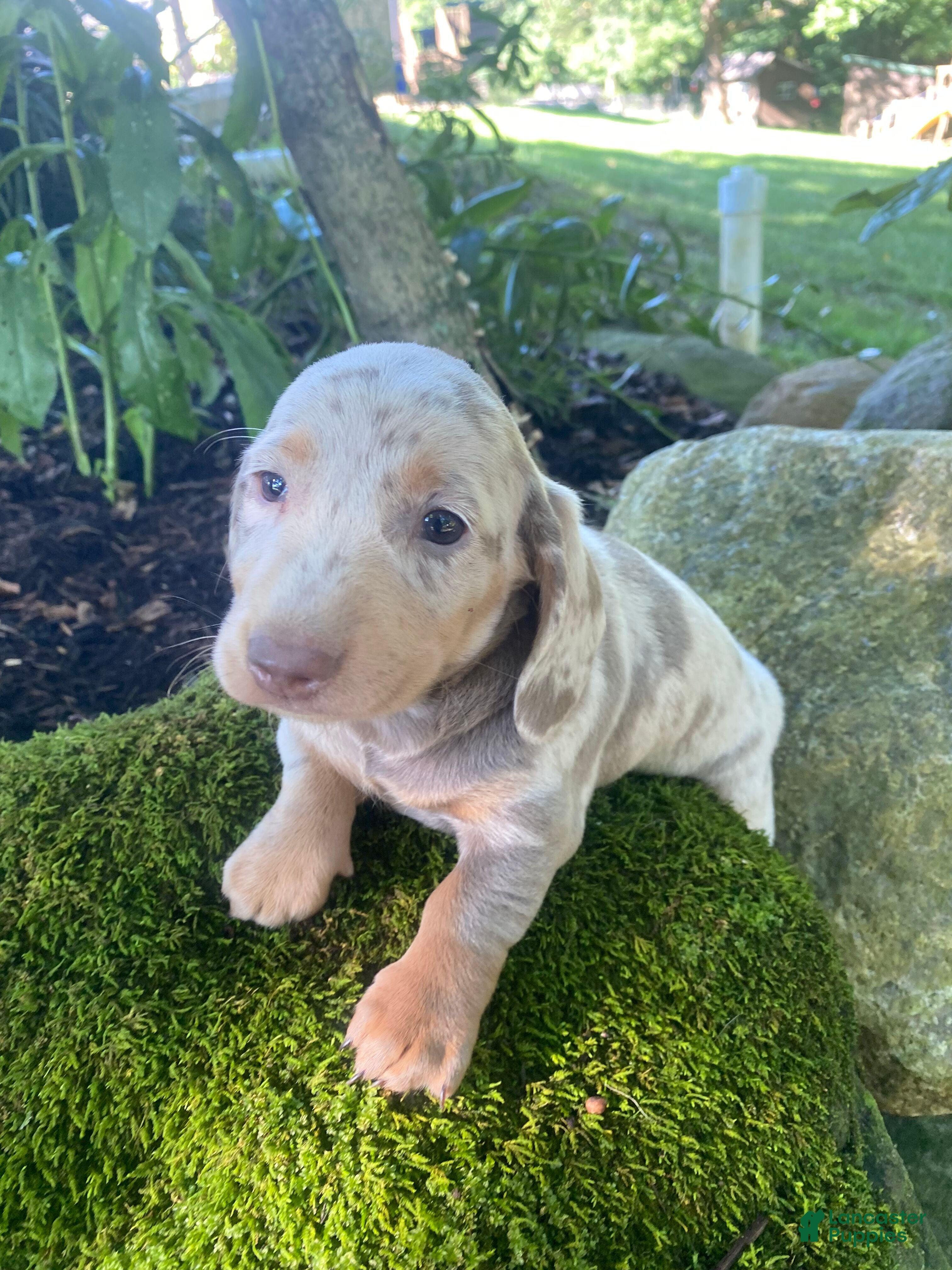 Miniature Dachshund dogs Honey - Ad 1