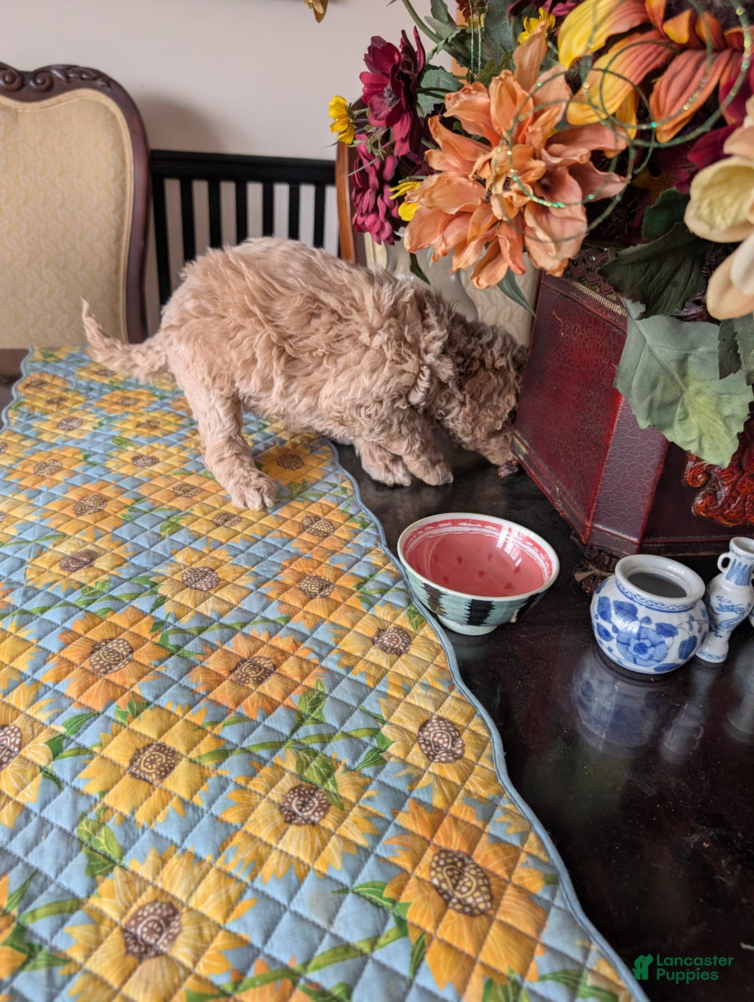 Goldendoodle dogs for sale: Jack - Ad 8