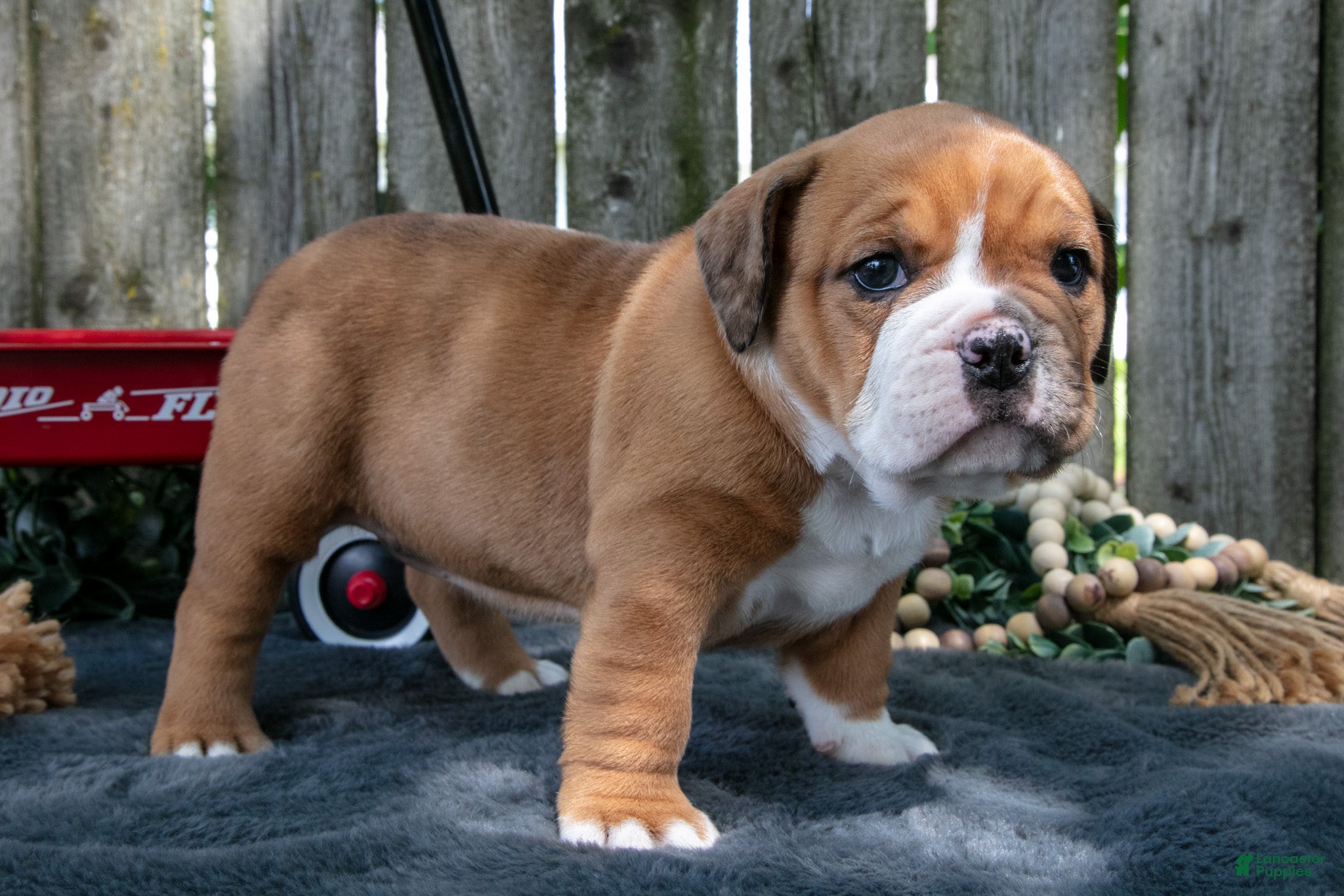 Beabull dogs Trina - Ad 1