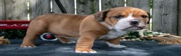 Beabull dogs for sale: Trina - Ad 1