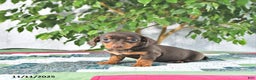 Miniature Dachshund dogs for sale: Millie - Ad 4