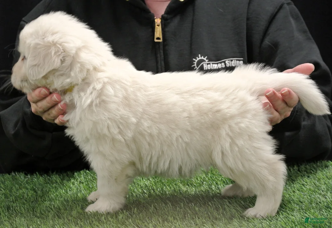 Golden Retriever dogs for sale: Max - Ad 2