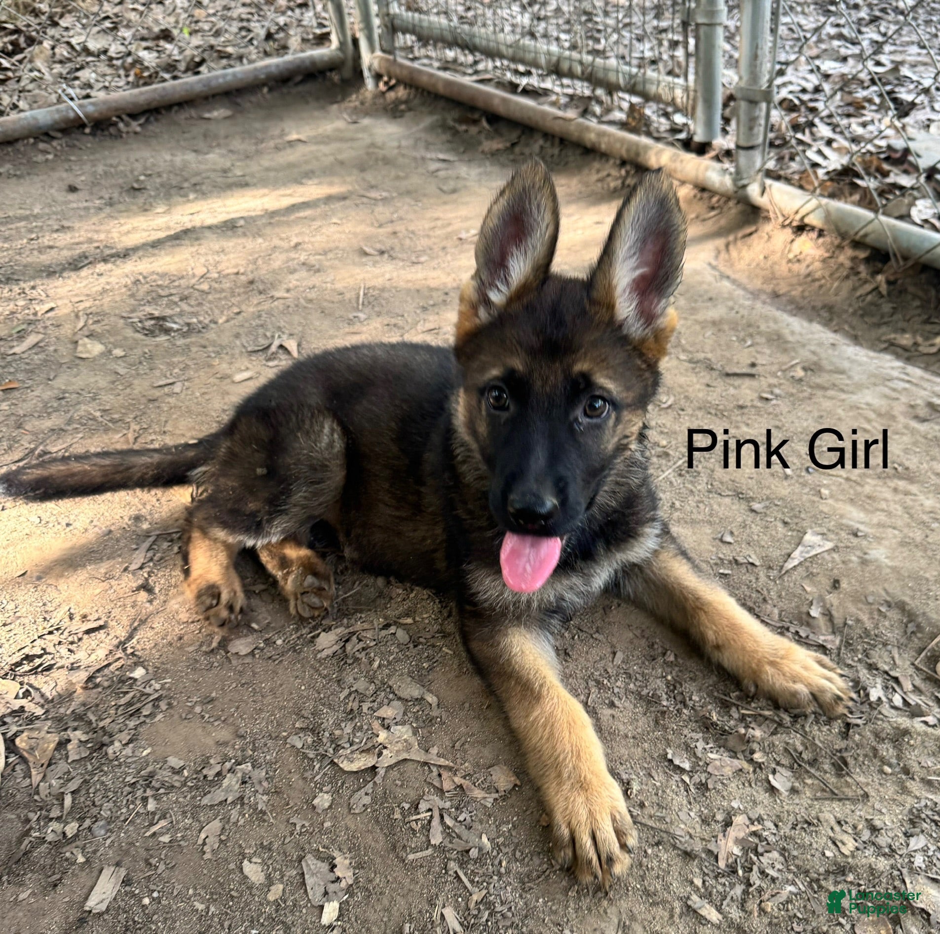 German Shepherd dogs Pink Female German Shepherd 5 - Ad 1