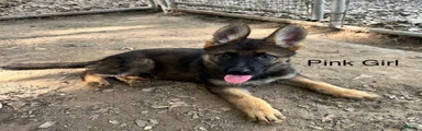 Pink Female German Shepherd 5
