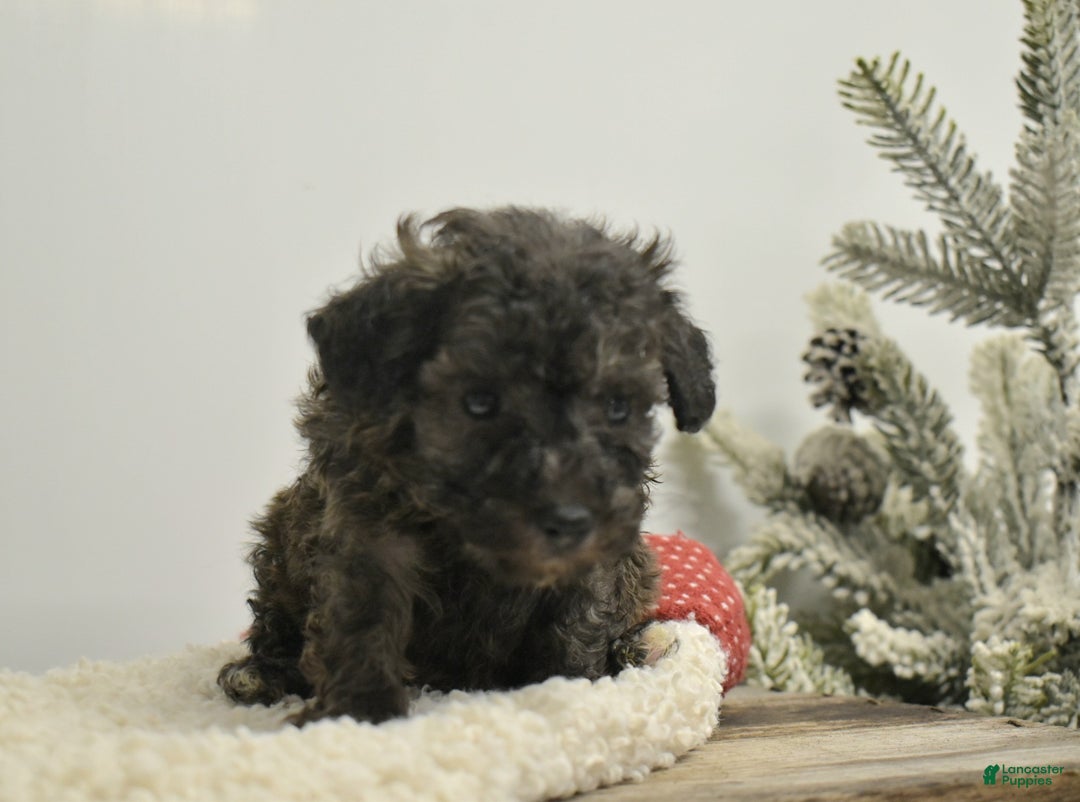 Toy Poodle dogs for sale: Brielle - Ad 5