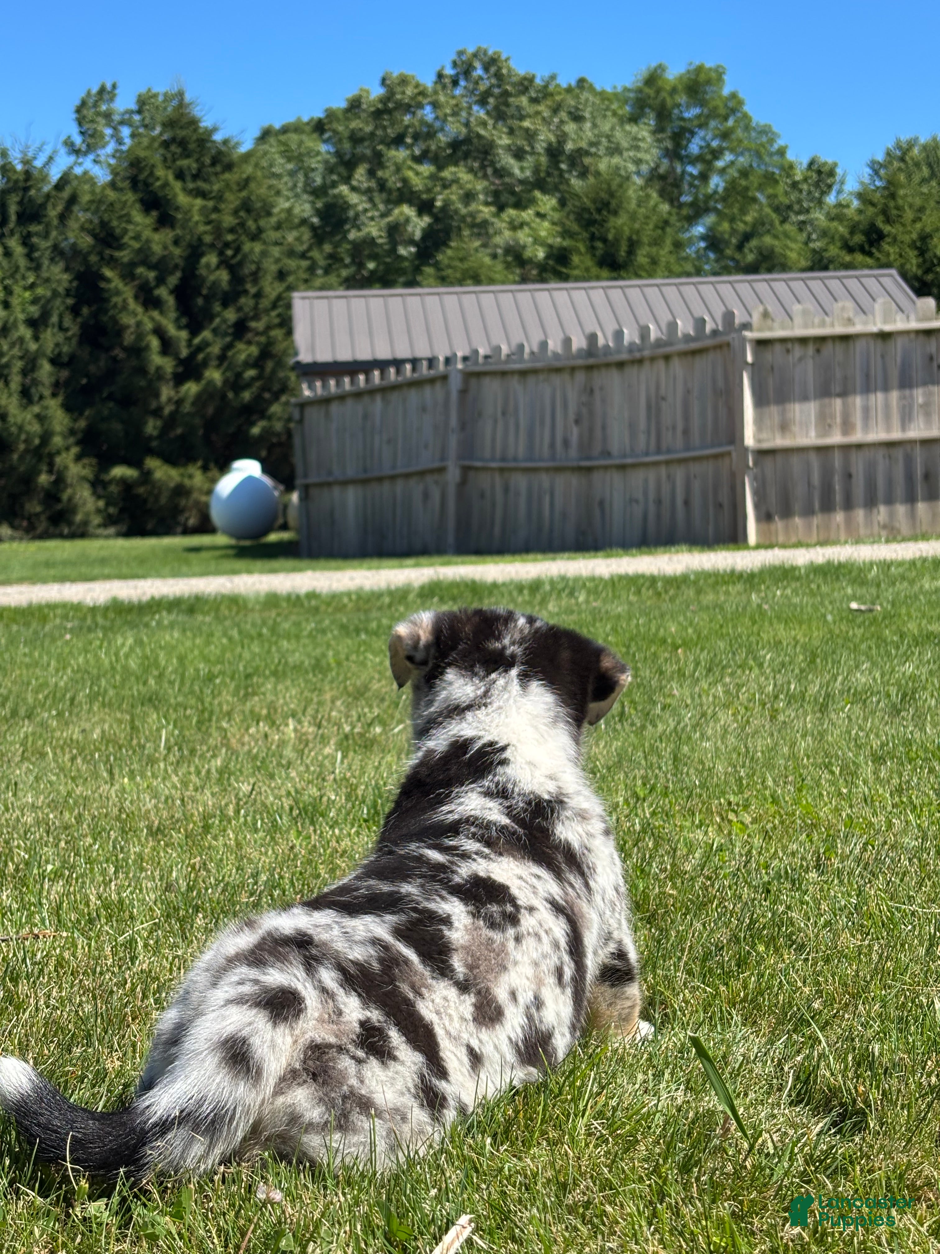 Mixed Breed dogs Ruby - Ad 2