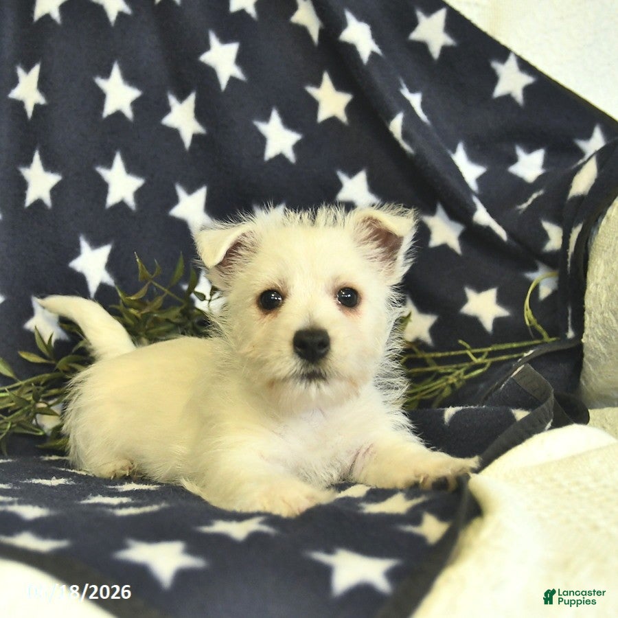 West Highland Terrier dogs Lucky  - Ad 2