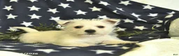 West Highland Terrier dogs for sale: Lucky  - Ad 2
