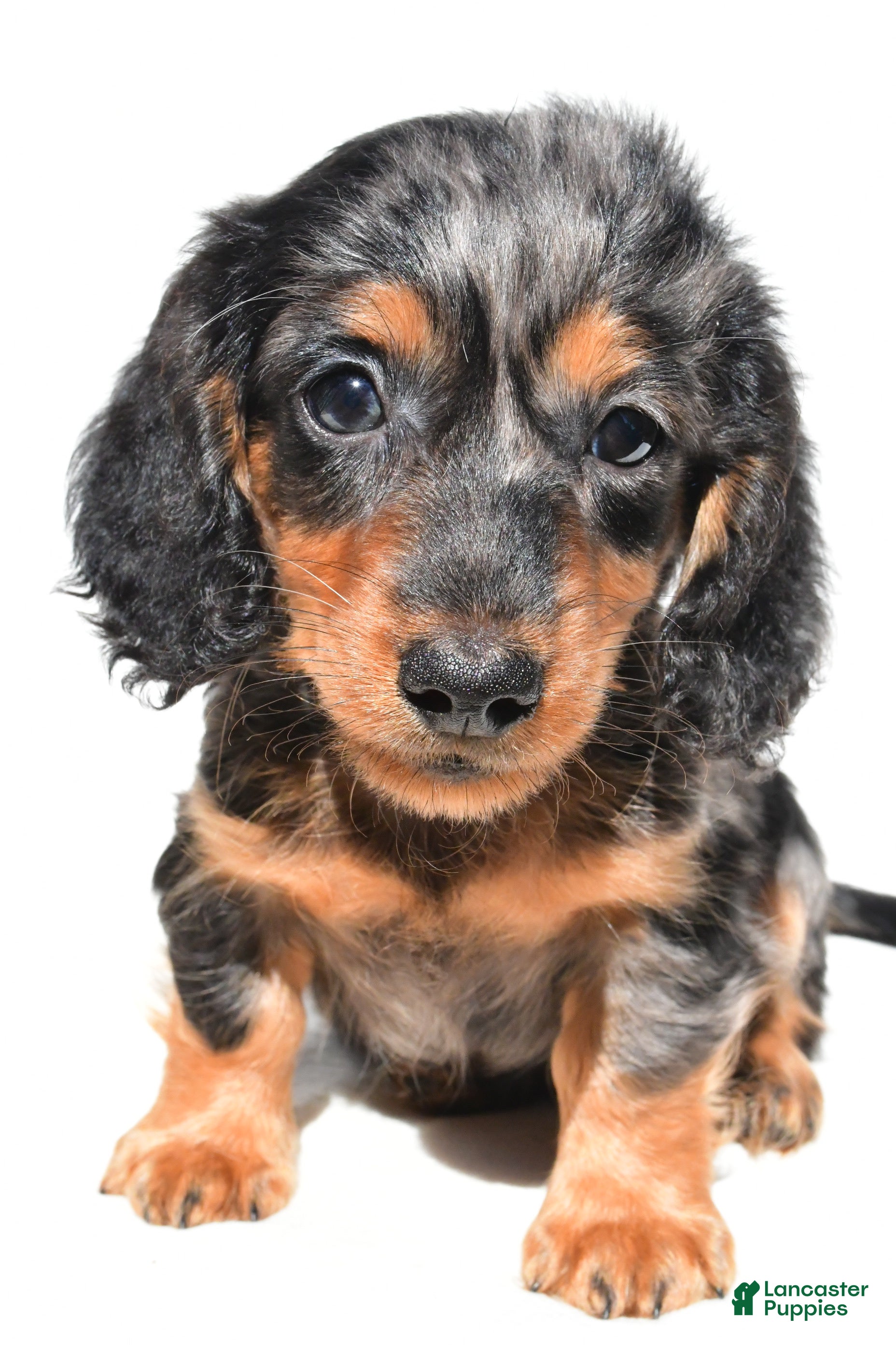Dachshund dogs Theodore - Ad 2