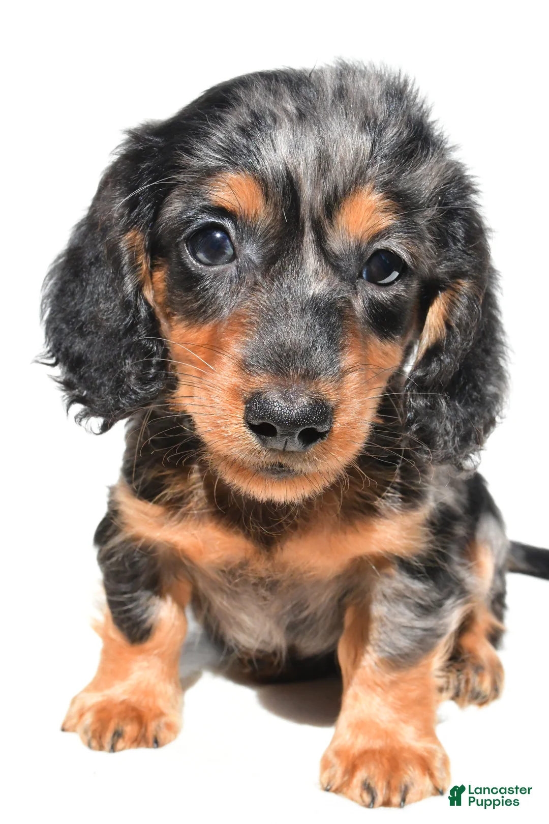 Dachshund dogs for sale: Theodore - Ad 7