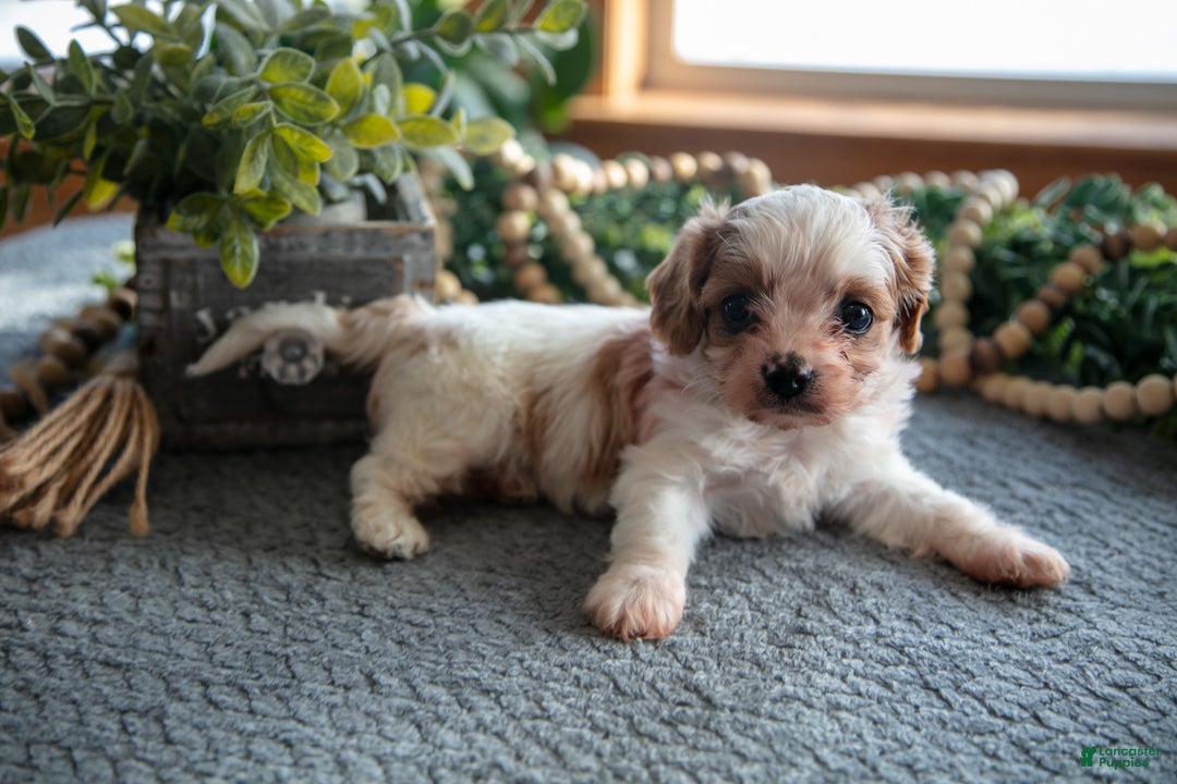 Cavapoo dogs for sale: Candy - Ad 1