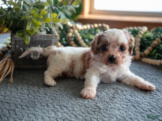 Cavapoo dogs Candy - Ad 27