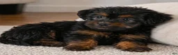 Yorkshire Terrier dogs for sale: Ivy - Ad 5