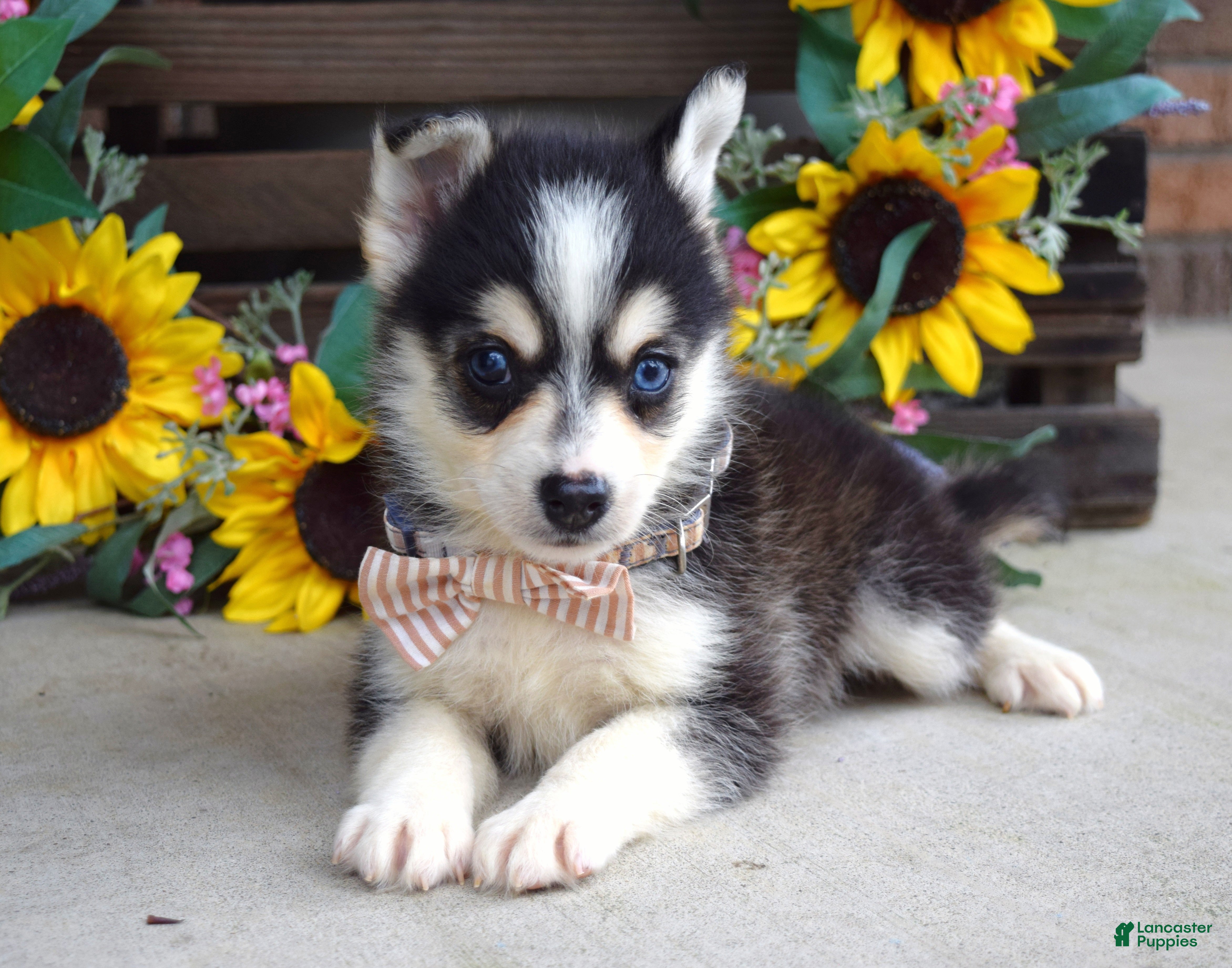 Pomsky dogs Paxton - Ad 1