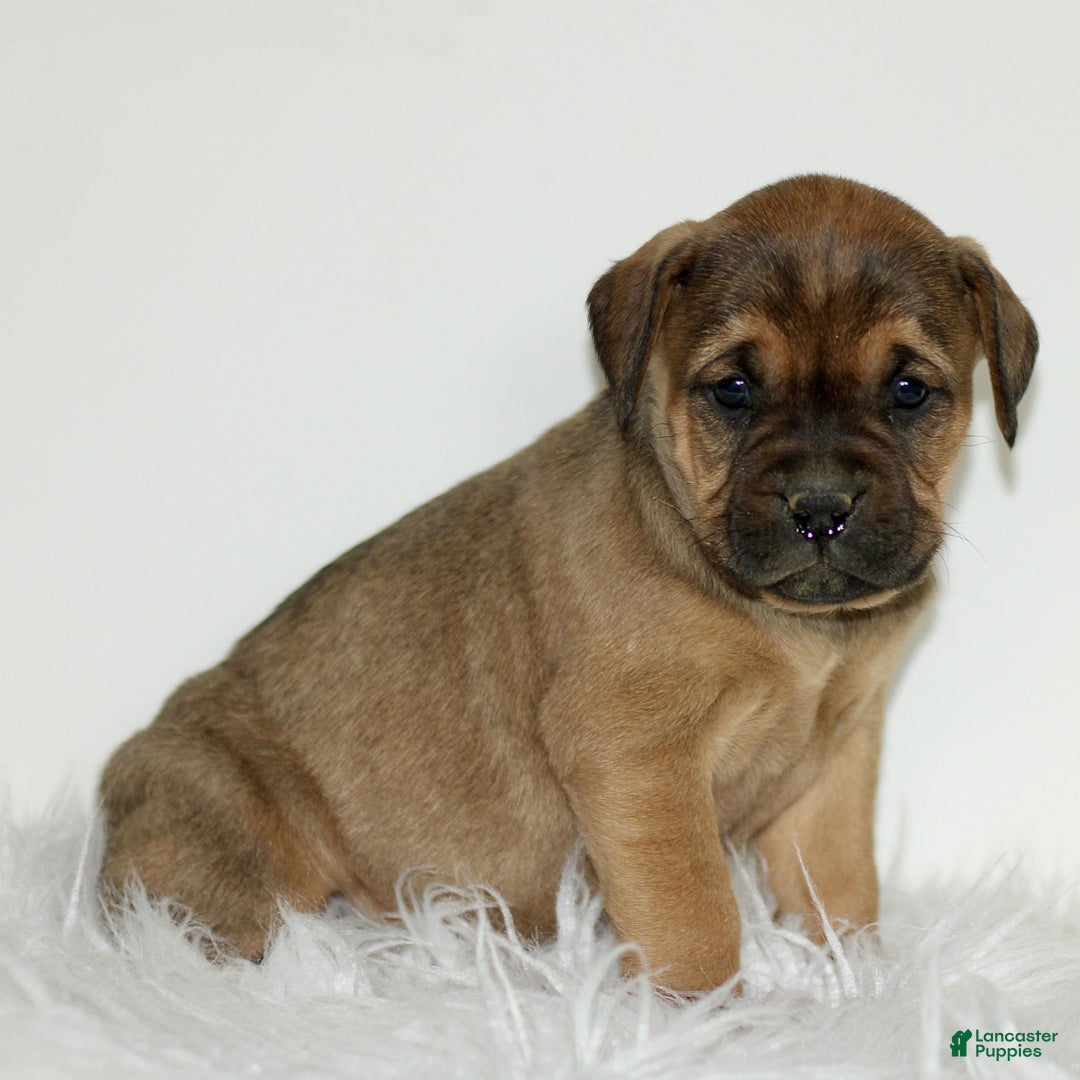 Mixed Breed dogs for sale: Daphne  - Ad 2