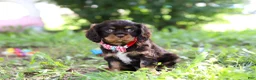 Cavalier King Charles Spaniel dogs for sale: Chico - Ad 3