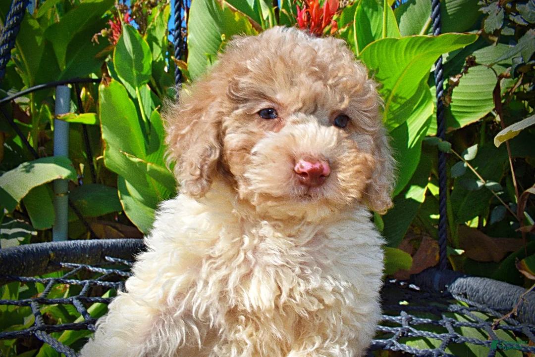 Havapoo dogs for sale: Noodles - Ad 2