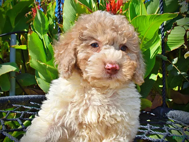 Havapoo dogs for sale: Noodles - Ad 2