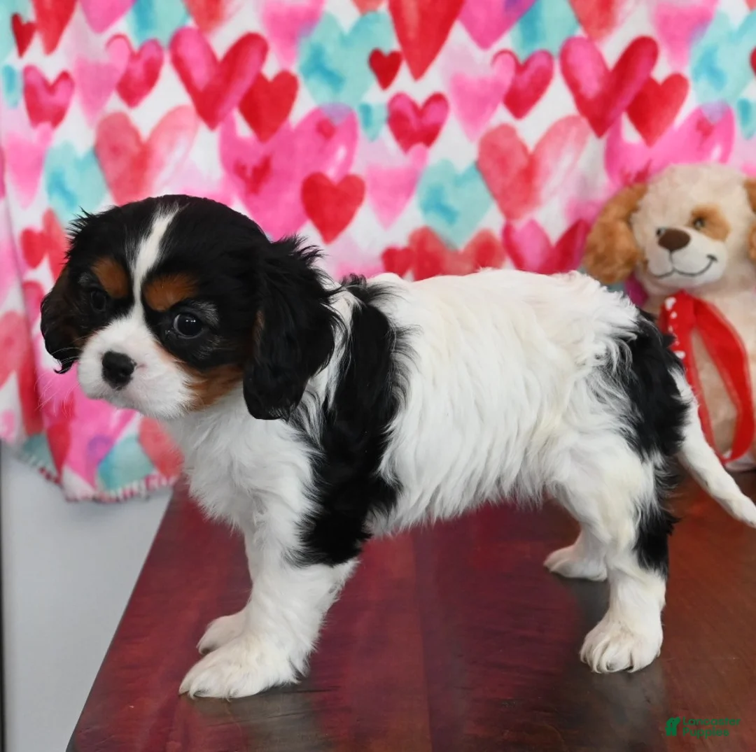 Cavalier King Charles Spaniel dogs for sale: Callie - Ad 3