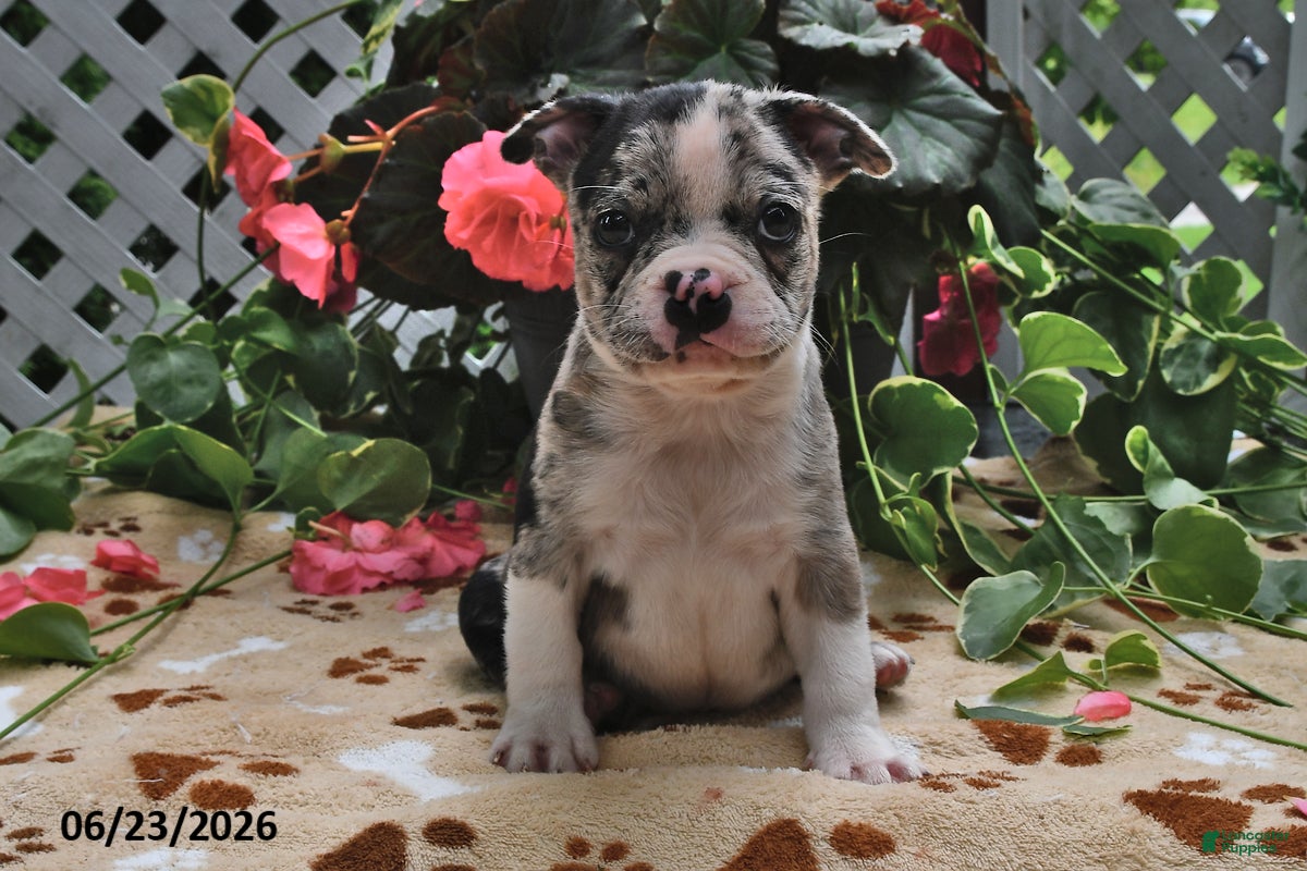 Boston Terrier dogs Lloyd - Ad 1
