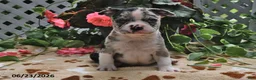 Boston Terrier dogs for sale: Lloyd - Ad 1