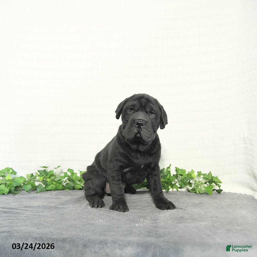 Mini Hippo dogs Lyla - Ad 1