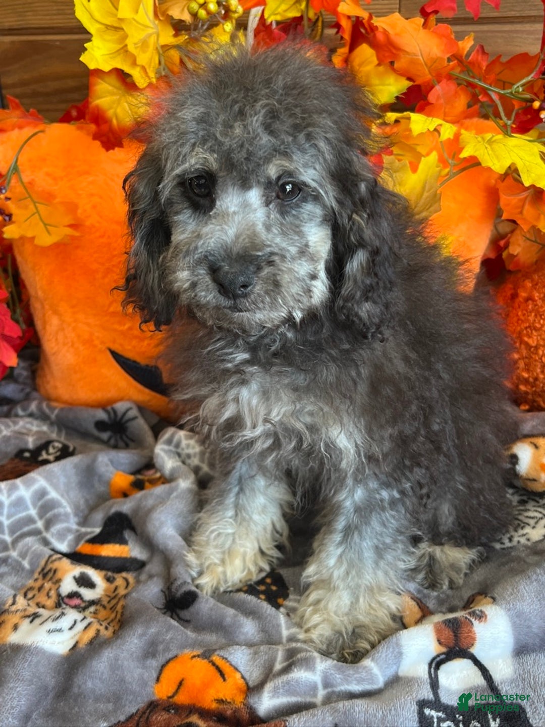 Cockapoo dogs for sale: Tessa - Ad 2