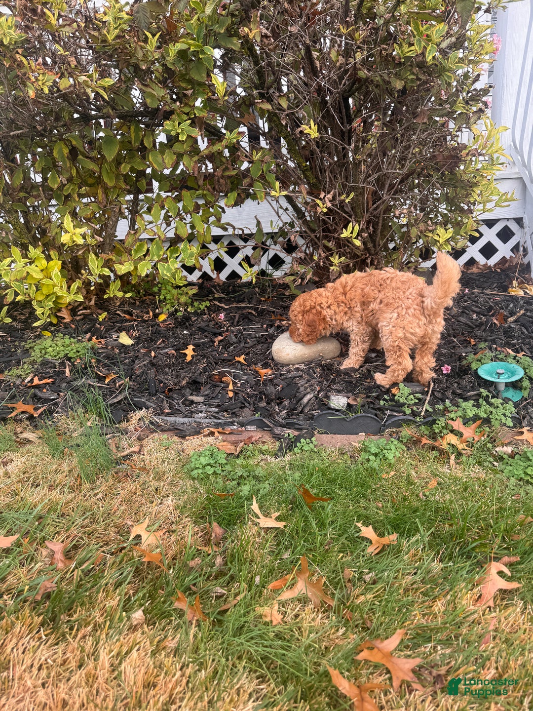 Toy Poodle dogs for sale: Rainer  - Ad 6