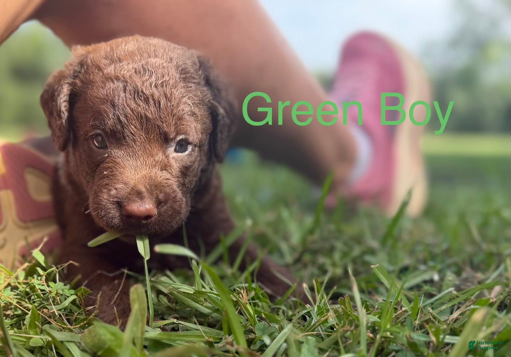 Chesapeake Bay Retriever dogs Green Collar Boy - Ad 1