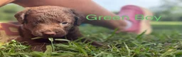 Chesapeake Bay Retriever dogs for sale: Green Collar Boy - Ad 1