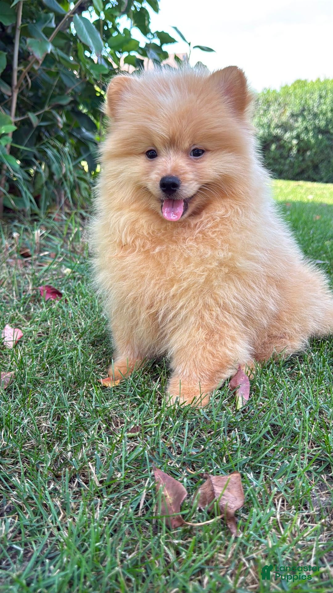 Mixed Breed dogs Charlie - Ad 1
