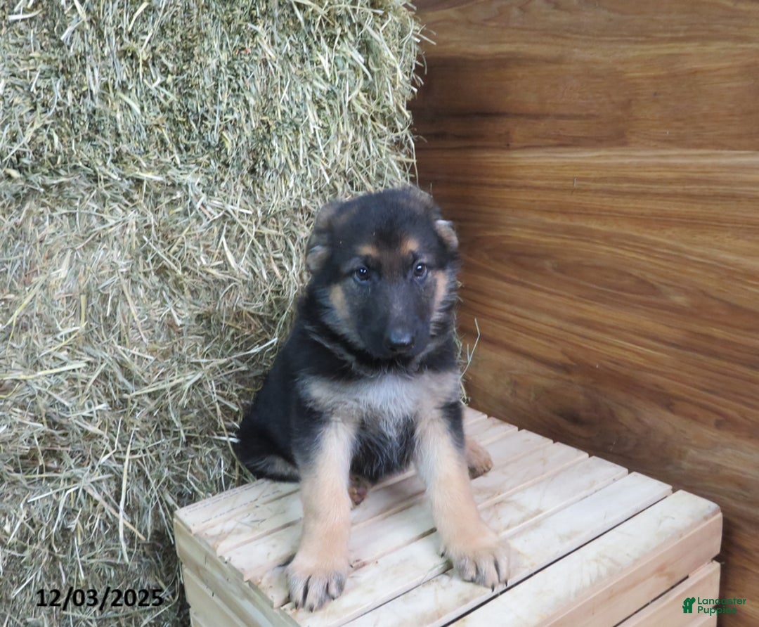 German Shepherd dogs for sale: Miles - Ad 1
