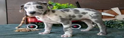 Great Dane dogs for sale: Buddy - Ad 2