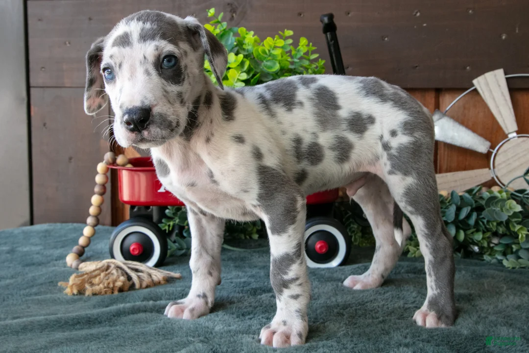 Great Dane dogs for sale: Buddy - Ad 2