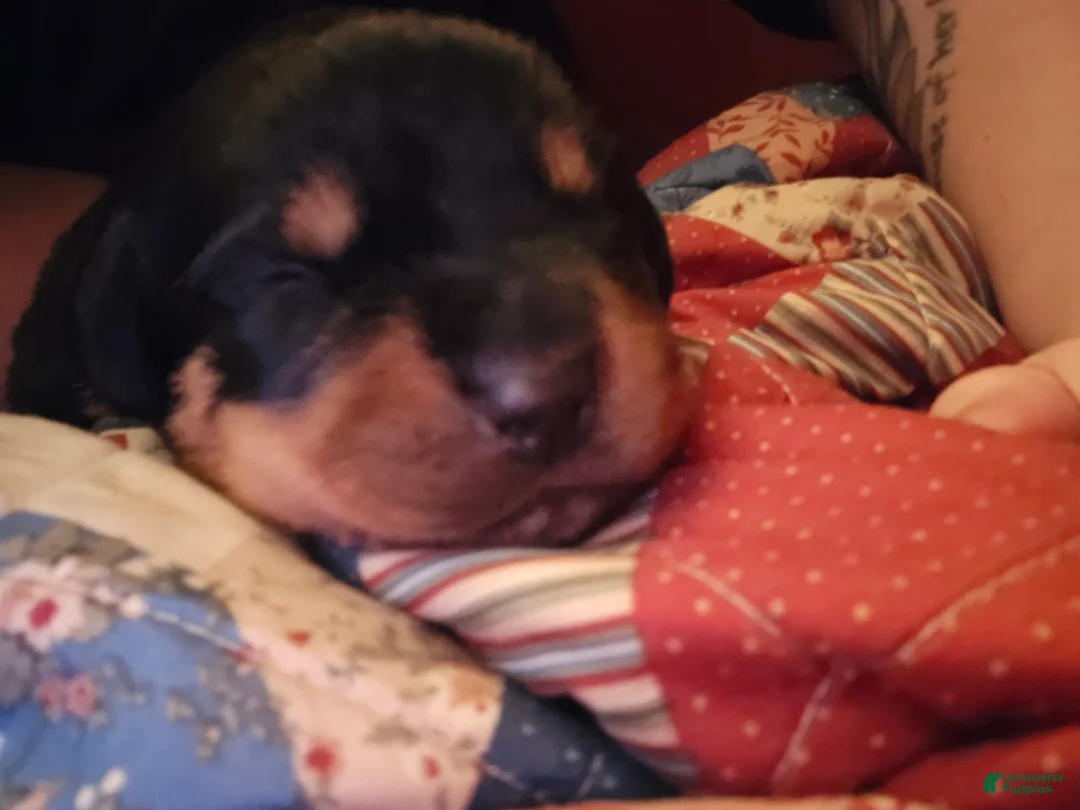Rottweiler dogs for sale: Rottweiler red collar Puppy  - Ad 2