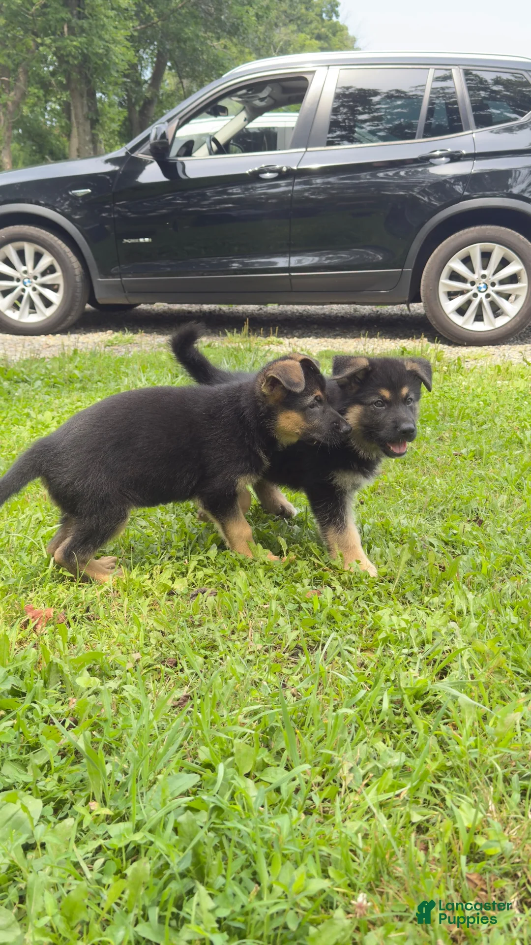 German Shepherd dogs for sale: German Shepherd 2 - Ad 2