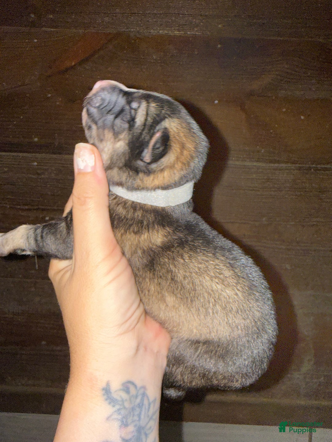 Gerberian Shepsky dogs for sale: Grey - Ad 2