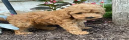 Cavapoo dogs for sale: Freddy - Ad 3