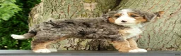 Mini Bernedoodle dogs for sale: Bingo - Ad 3