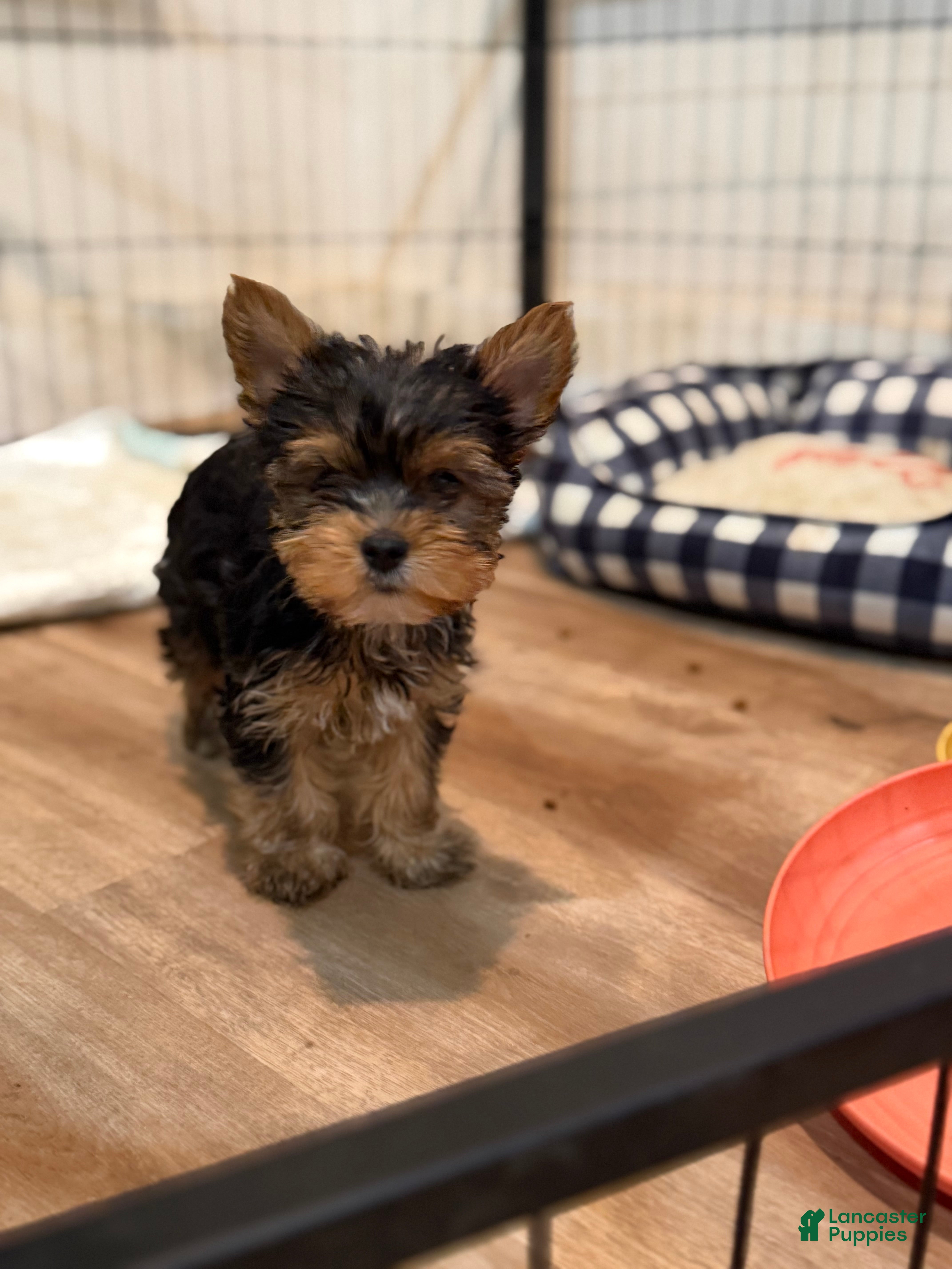 Yorkshire Terrier dogs for sale: Yorkshire Terrier Puppy 1 - Ad 1