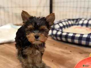 Yorkshire Terrier dogs Yorkshire Terrier Puppy 1 - Ad 9